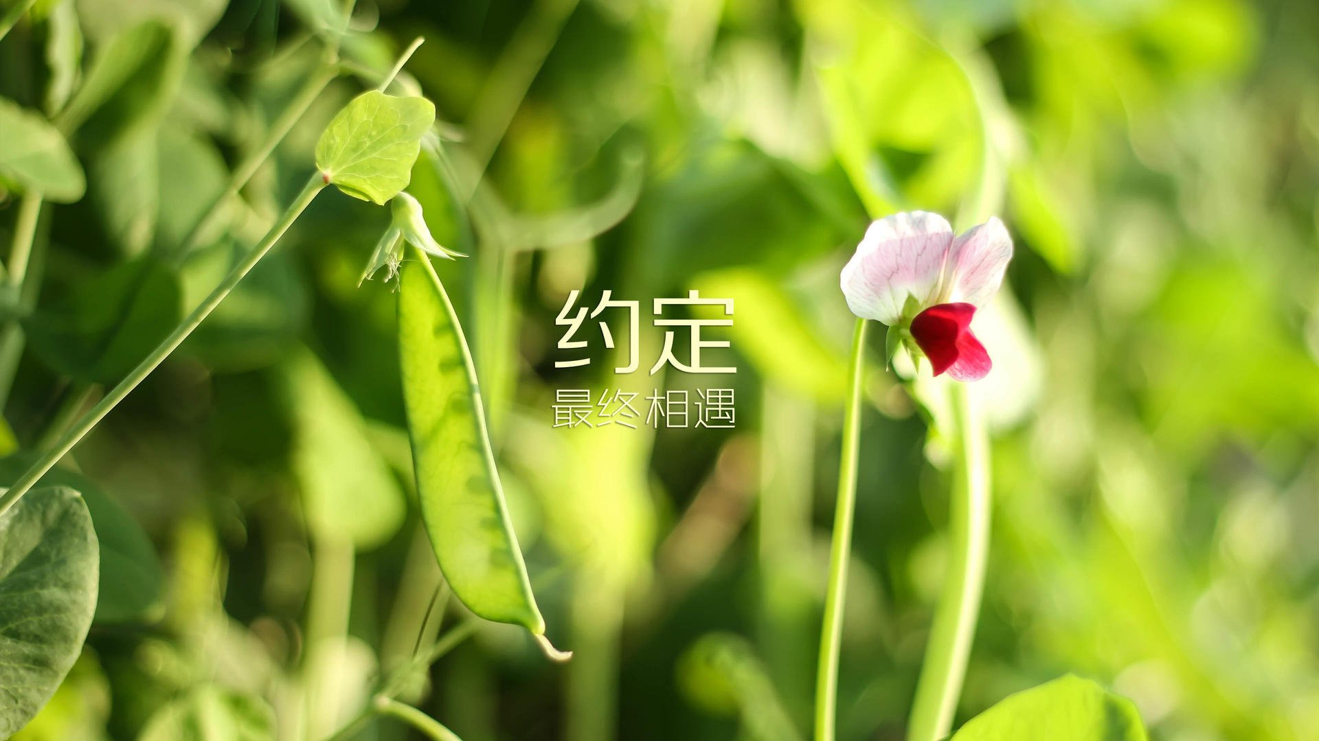 西甲比赛中，精彩进球和关键扑救成为赛场焦点，西甲球队进球纪录