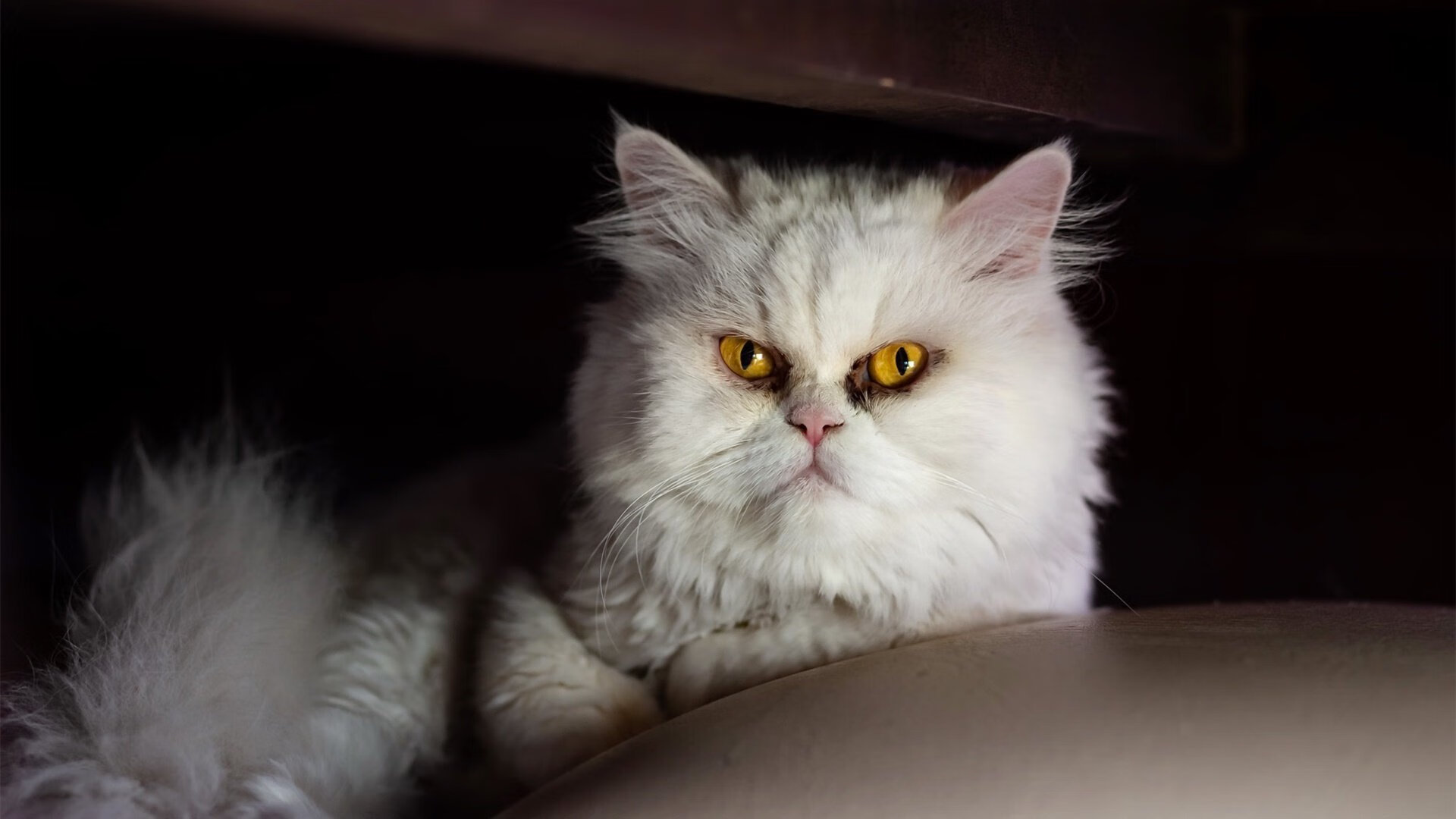 冬奥文化展吸引游客体验冰雪运动魅力，冬奥会冰雪活动策划书