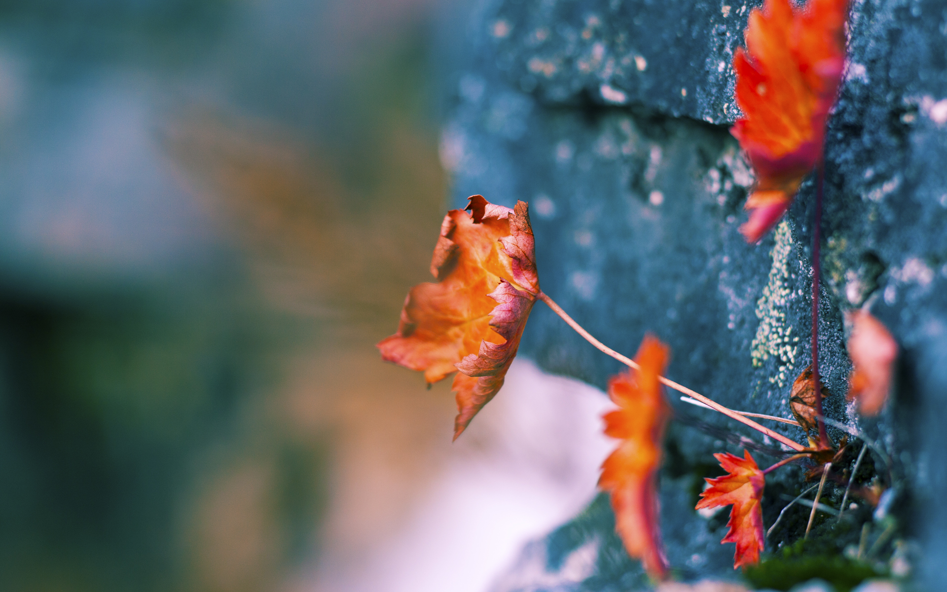 爱游戏体育官方网站-博卡缺乏边路速度型选手牵制拜仁后卫，博卡足球俱乐部新球衣