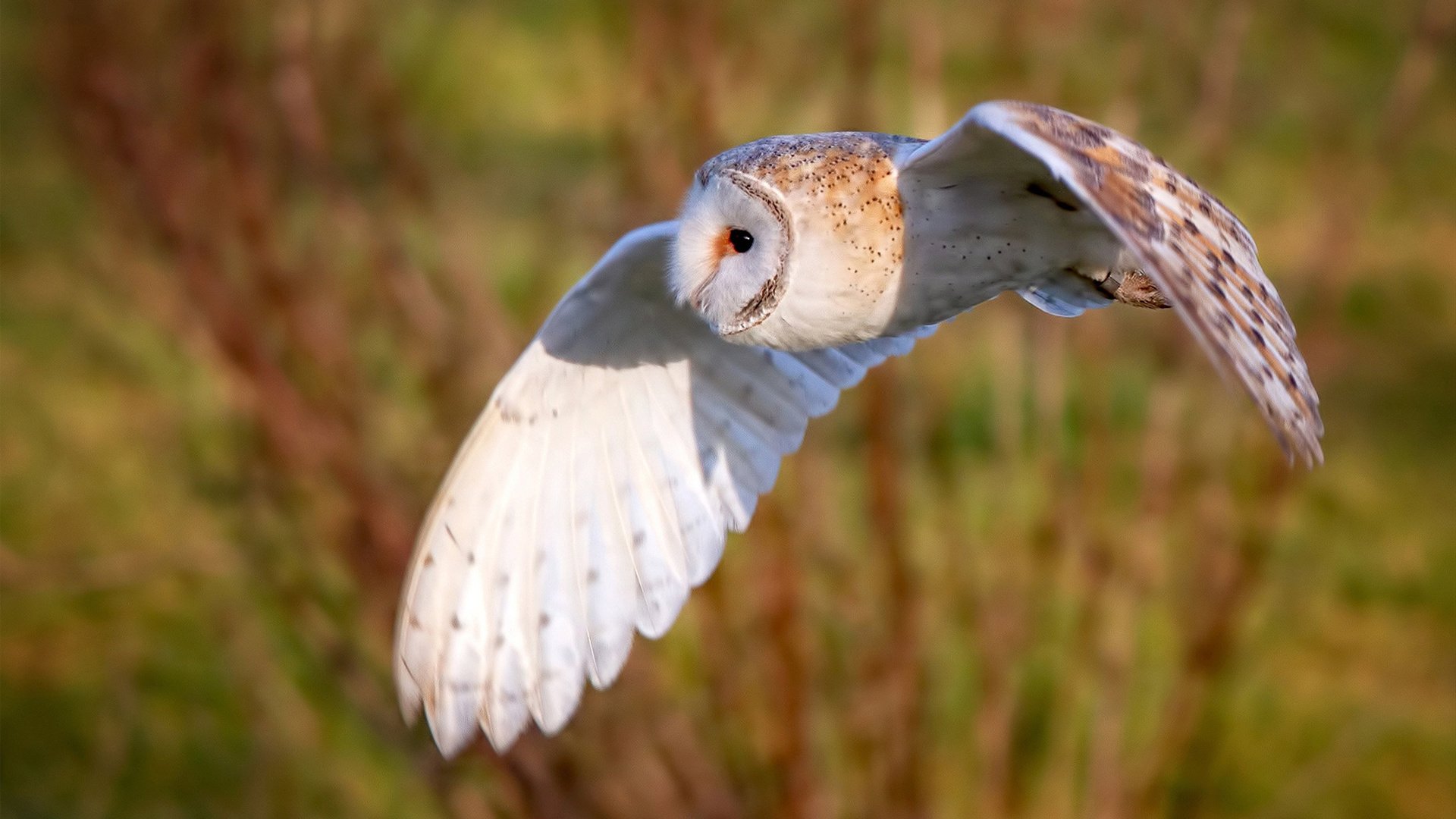 直播平台多角度切换丰富用户体验，直播平台多角度切换丰富用户体验怎么弄