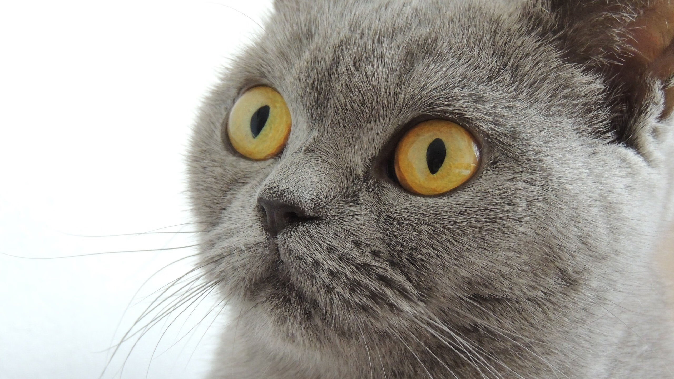 AYX SPORTS-锋线跑动距离是否直接影响整场控球转换效率，锋线跑动距离是否直接影响整场控球转换效率的因素