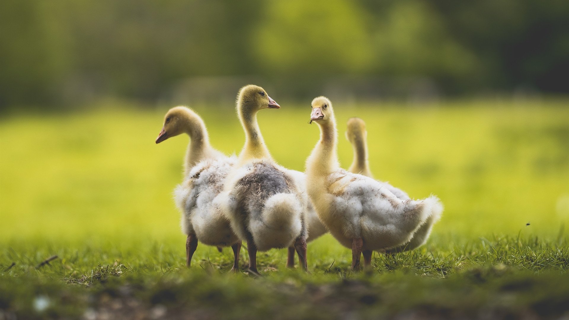 仰泳赛场南非表现持续稳定，仰泳项目
