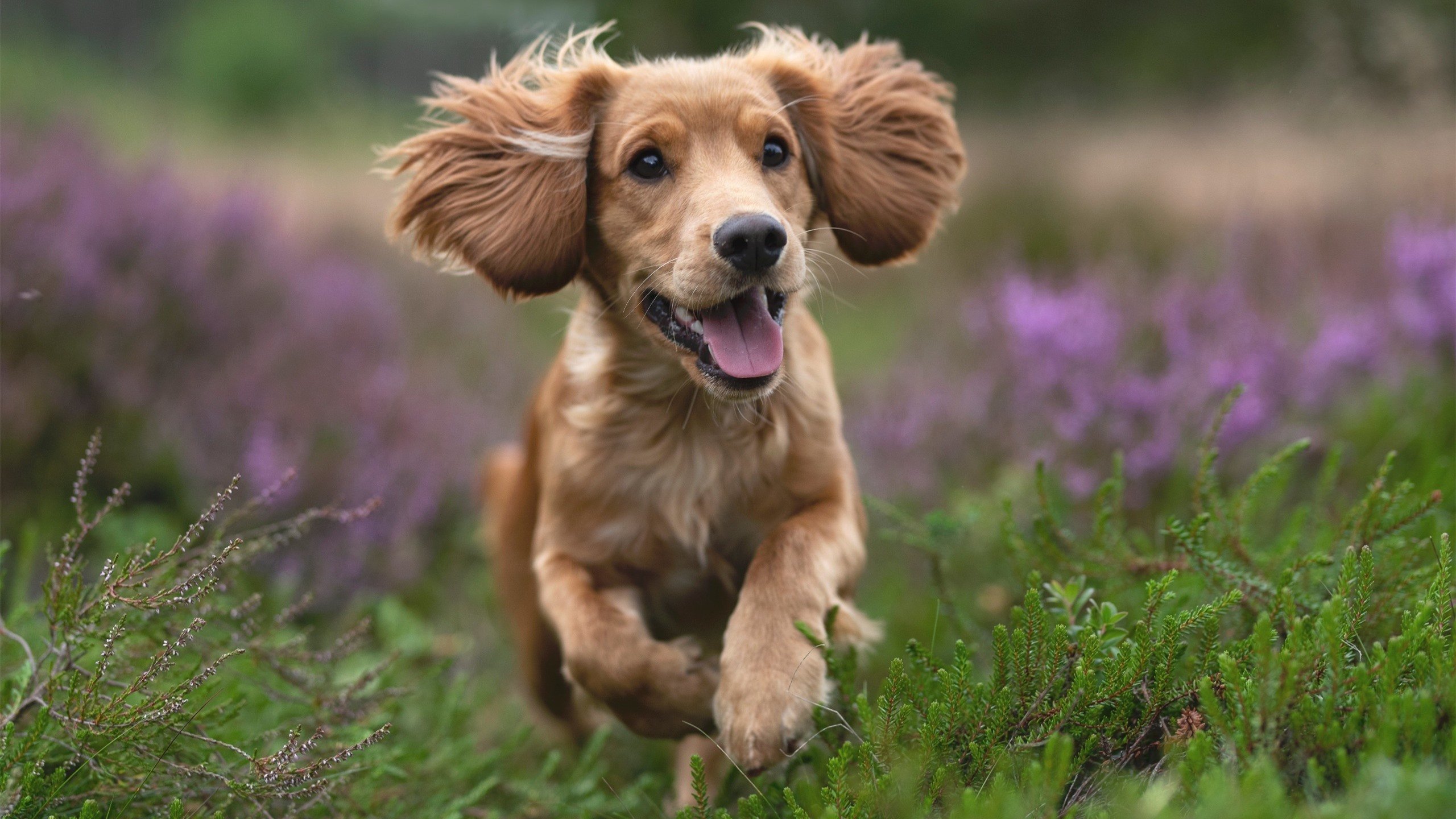 地方篮球发展基金加大支持促进青训和基层篮球发展，关于建立青少年篮球训练基地