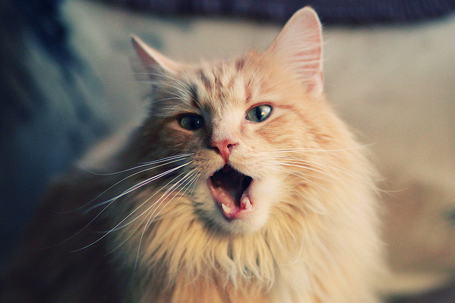 朱婷分享奥运经验鼓励年轻球员，朱婷谈奥运