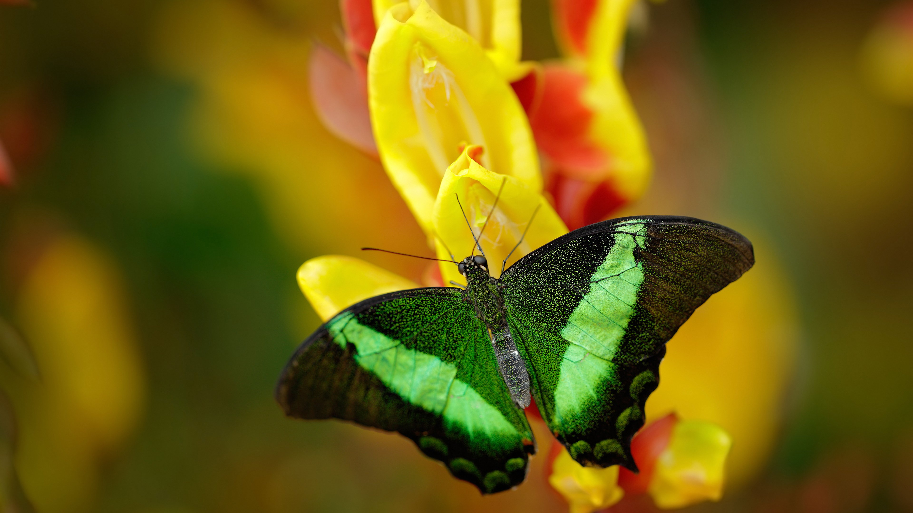 林丹走进乡村小学推广羽毛球运动，羽毛球国家队林丹