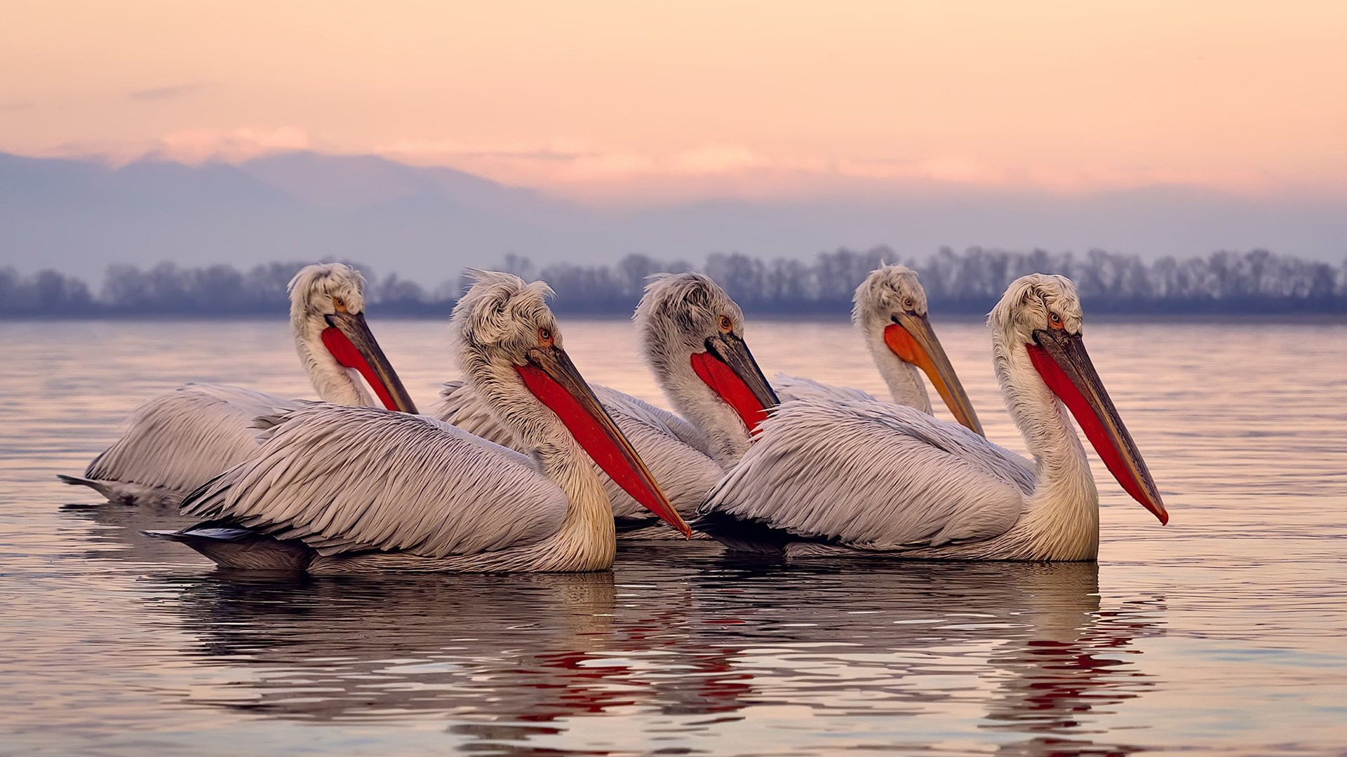 林丹走进乡村小学推广羽毛球运动，羽毛球国家队林丹