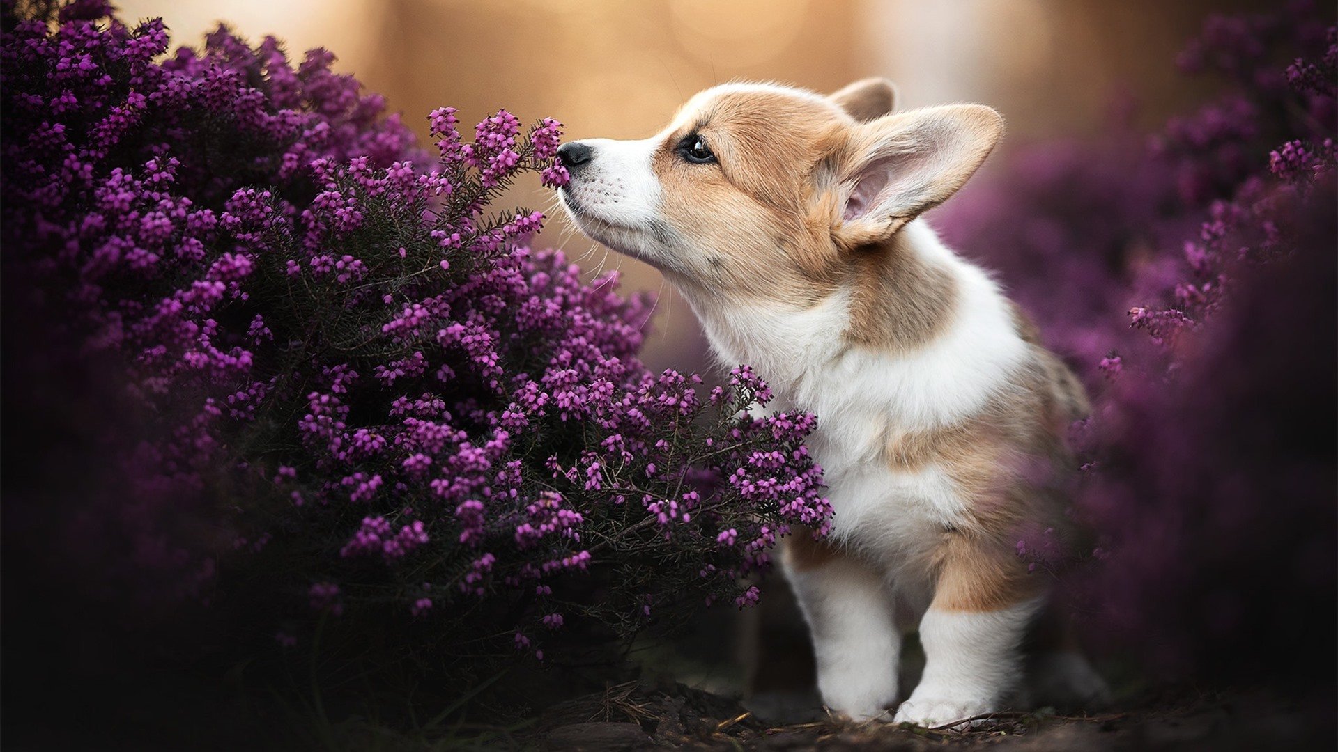 澳洲队稳定发挥成为夺冠重要保障，澳洲联赛什么时候开始