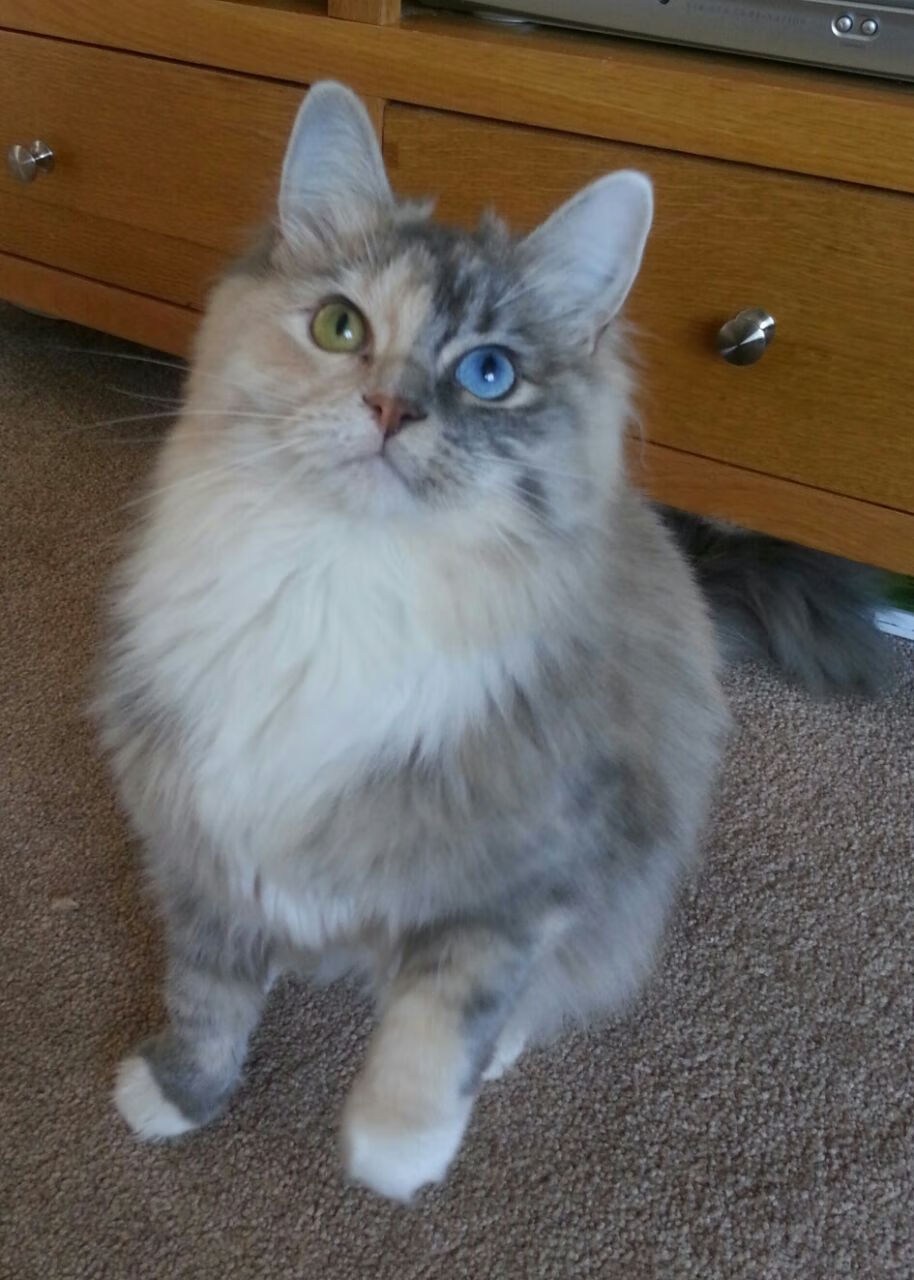 美国混合接力赛道上续写辉煌历史，美国田径混合接力